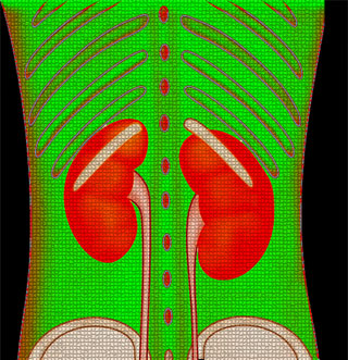 Kidney Panel